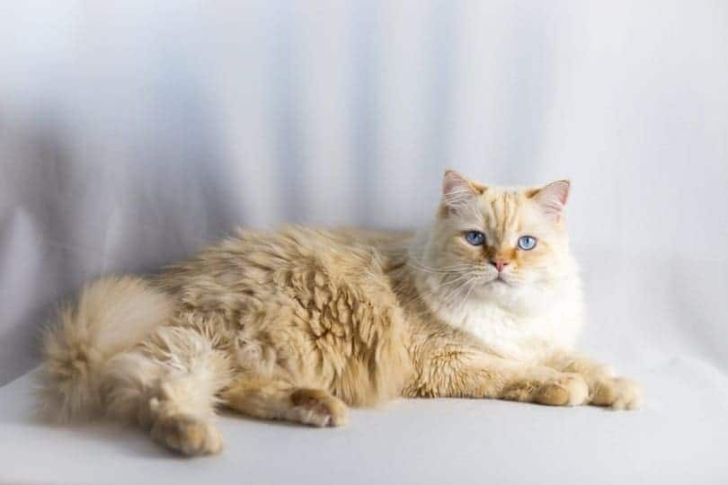 Ragdoll Cat Grooming: 10 Vet-Approved Tips & Tricks