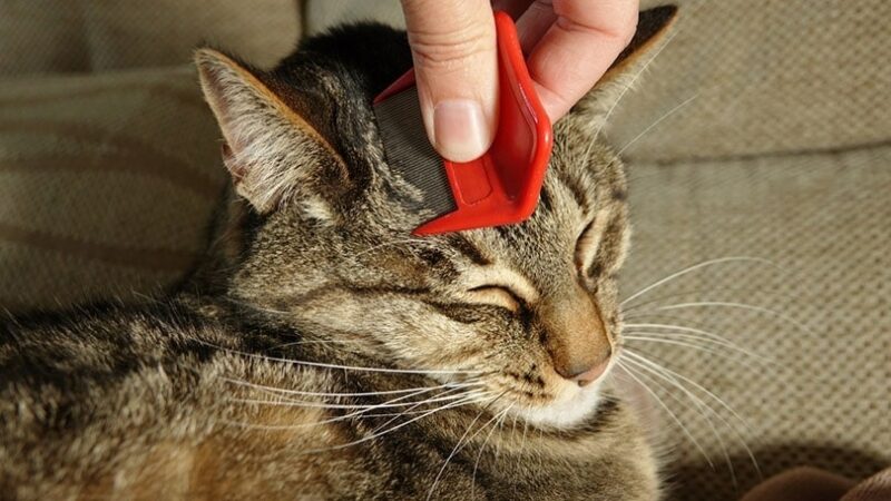 How to Use a Flea Comb on a Cat: 4 Vet-Reviewed Steps