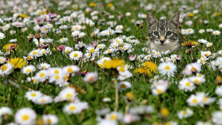 10 Vet-Verified Ways to Keep Cats Out of Flowerbeds: Easy & Expert Tips