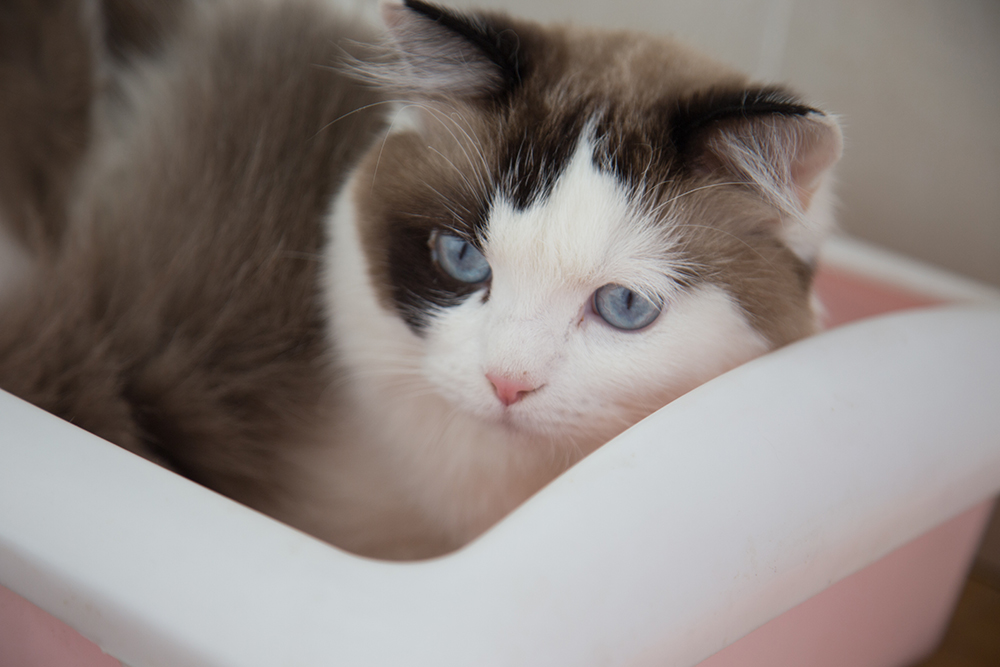 9 Best Litter Boxes for Ragdoll Cats in 2026 - Reviews & Top Picks
