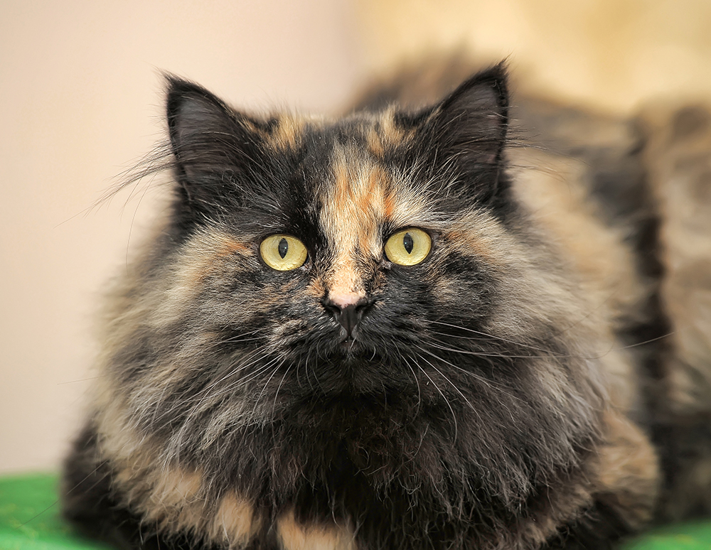 How Long Do Tortoiseshell Cats Live? Average Lifespan Data & Vet-Reviewed Facts