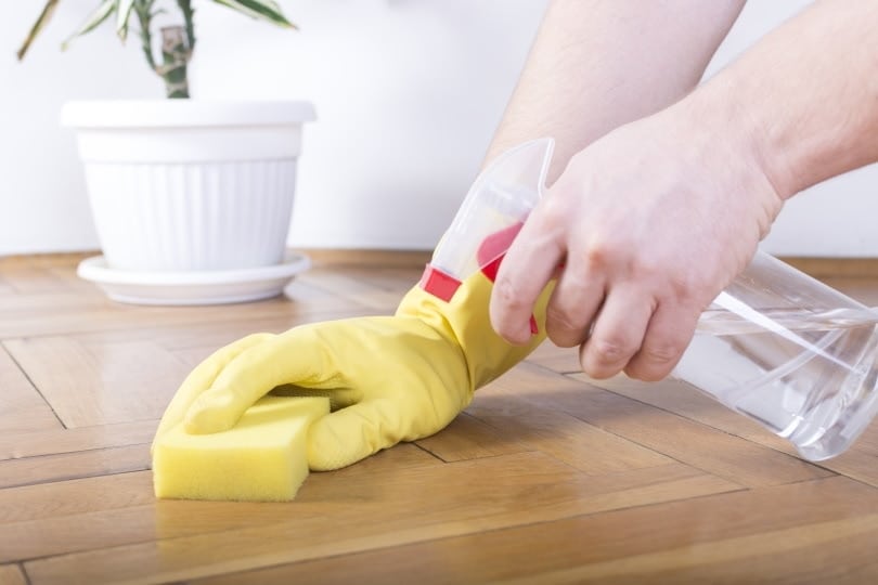 9 Best Cat Urine, Odor & Stain Removers in Canada: 2026 Reviews & Top Picks