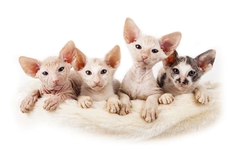 Sphynx Kittens for Sale in U.K: Breeder List 2026