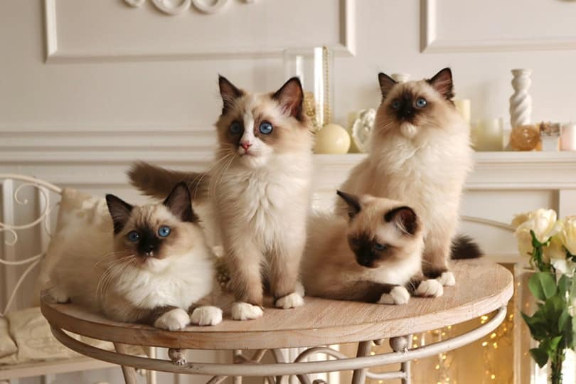 Ragdoll Kittens for Sale in Australia (Sydney, Melbourne, Brisbane, Perth, Adelaide): 2026 Breeders List