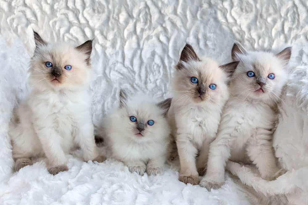 Ragdoll Kittens for Sale in Tennessee: Breeders List 2026
