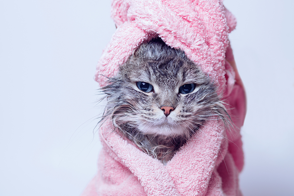 7 Best Kitten Shampoos of 2026 – Reviews & Top Picks
