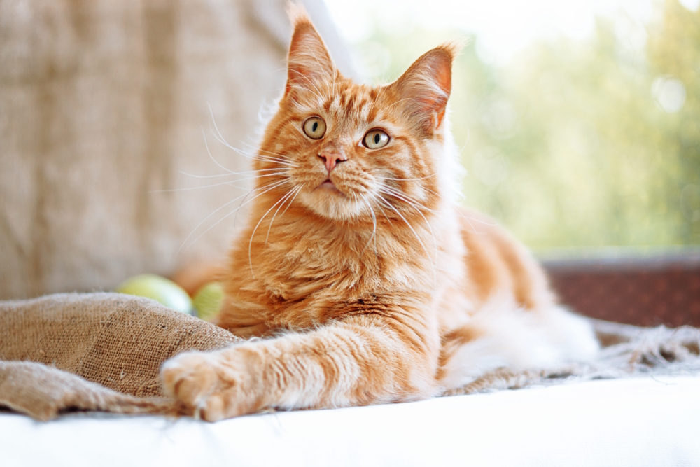 How Much Does a Cat Cost? 2026 Price Guide