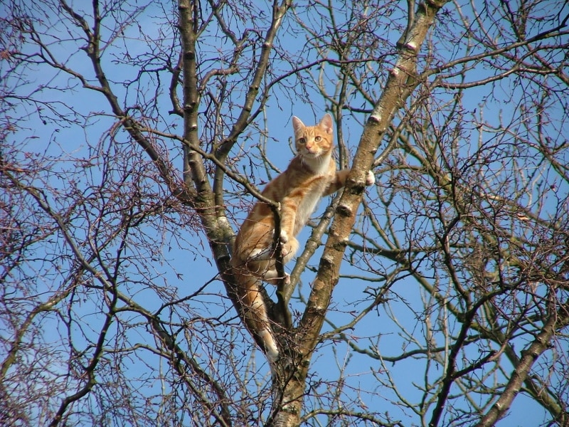 Can a Cat Climb Down a Tree? Vet-Reviewed Anatomy Facts & Rescue Tips