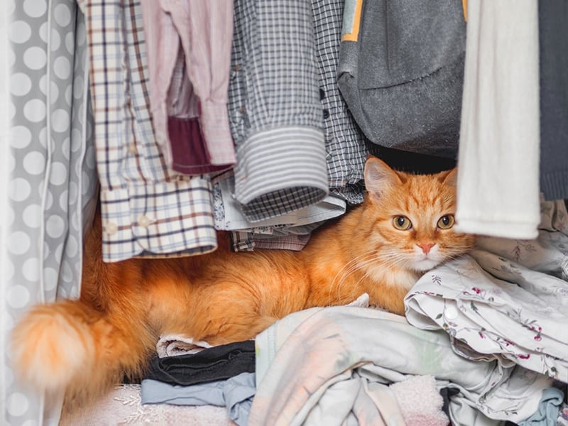 Why Does My Cat Hide and Sleep in the Closet? 9 Vet-Reviewed Reasons & Tips