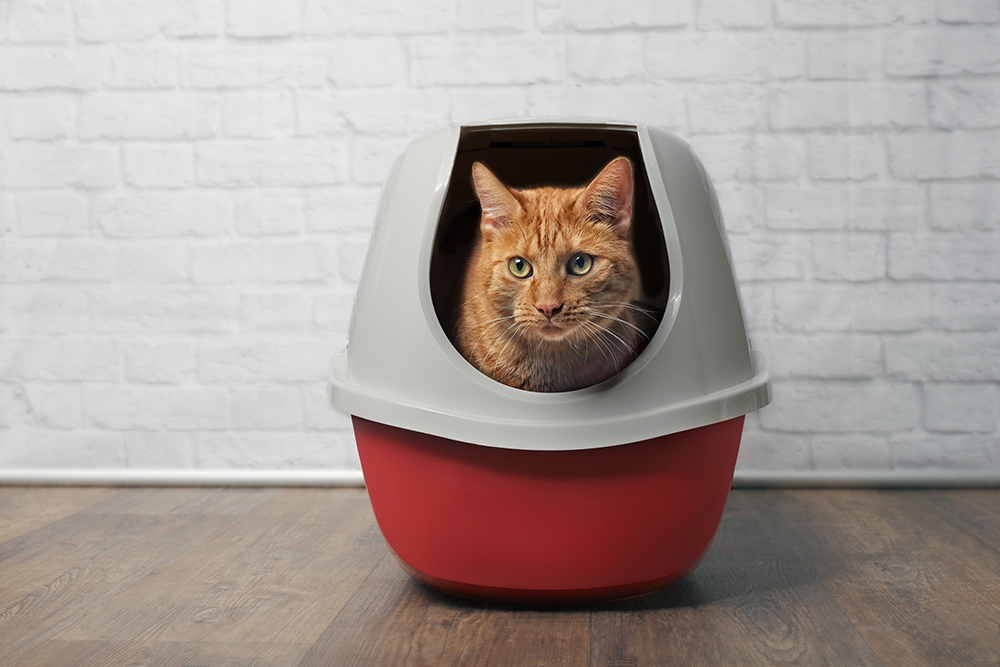 9 Best High-Sided Litter Boxes for High Spraying Cats in 2026 - Reviews & Top Picks