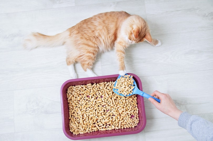 10 Best Non-Clumping Cat Litters in 2026 - Reviews & Top Picks