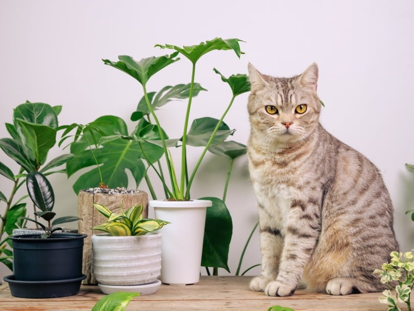 How to Cat-Proof Plants: 15 Vet-Reviewed Tips