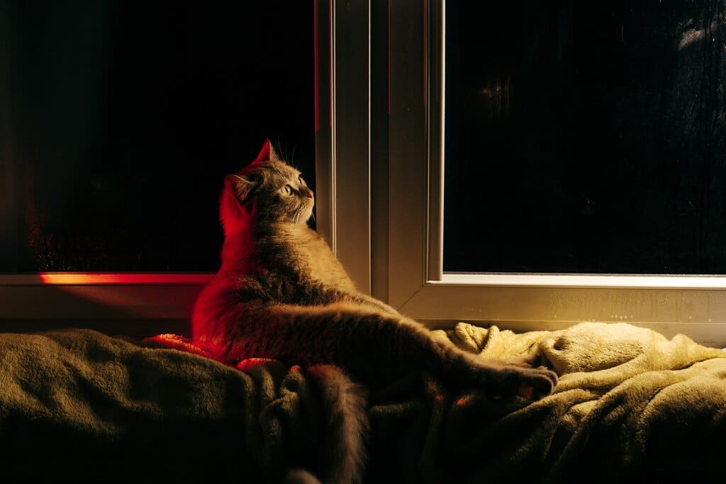 Why Does My Cat Wake Me Up at Night? 8 Vet-Reviewed Reasons & Solutions
