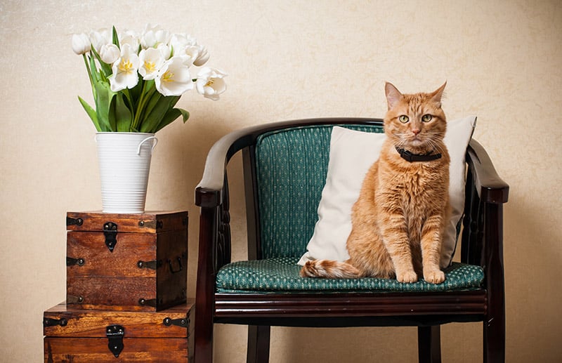 Why Does My Cat Sit In My Chair? 5 Vet-Approved Likely Reasons & Prevention Ideas
