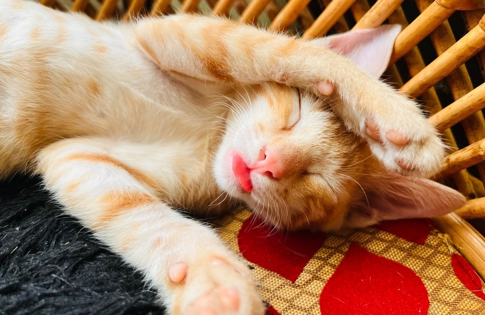 Why Do Cats Stick Their Tongue Out While Sleeping? 4 Vet-Reviewed Possible Reasons