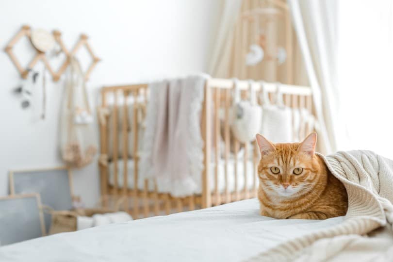 9 Ways to Keep Cats out of a Crib: Easy & Humane