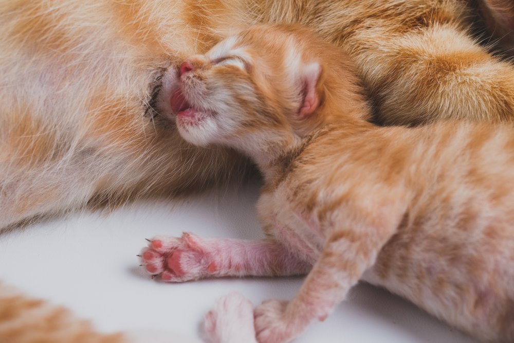 ginger newborn kitten drinking mother's milk