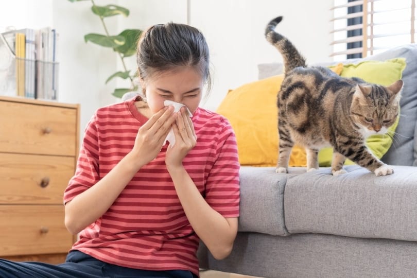 How to Tell If You're Allergic to Cats: 7 Signs to Look For