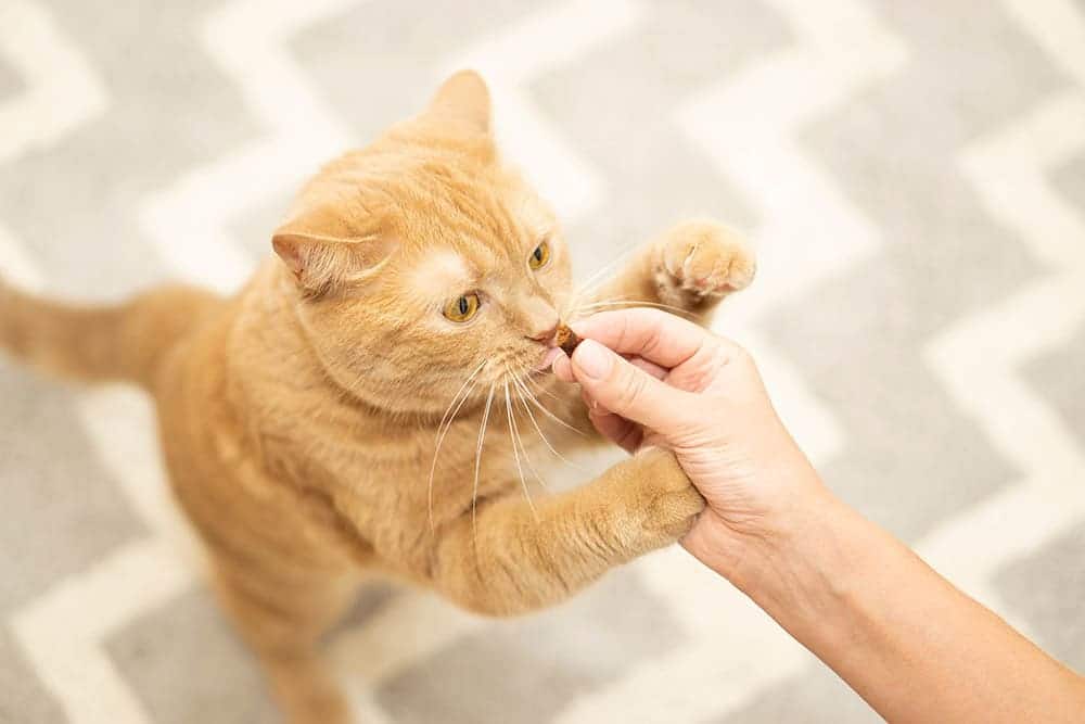 Are There Cat Hemp Treats? Vet-Verified Health & Safety Facts