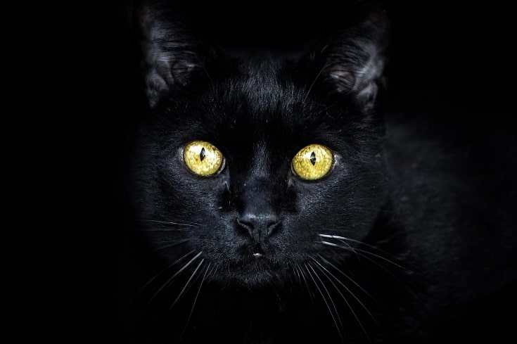 Why Do Cat Eyes Glow in the Dark? Vet-Reviewed Feline Anatomy Facts