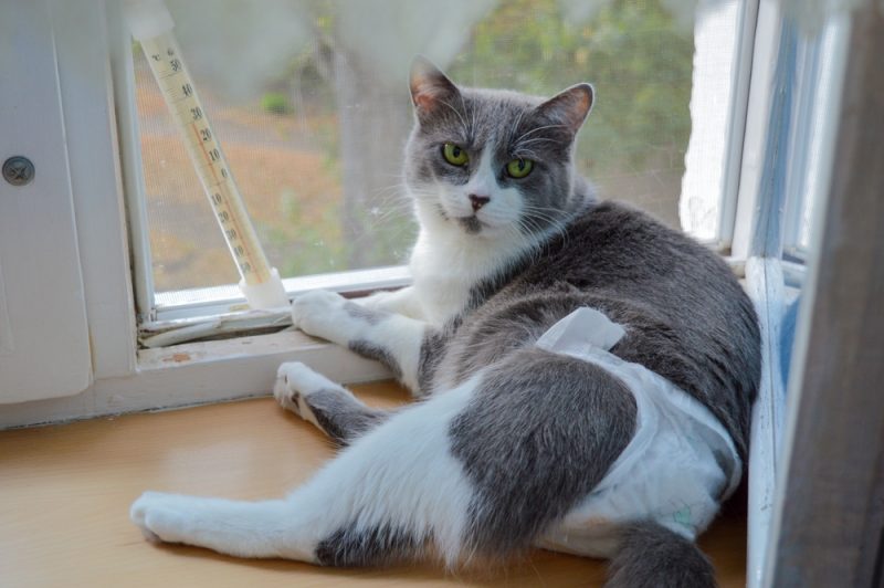 gray-and-white-cat-by-the-window-wearing-diaper