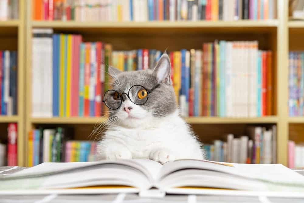 16 Colleges That Allow Cats: Where to Study With Your Feline Friend