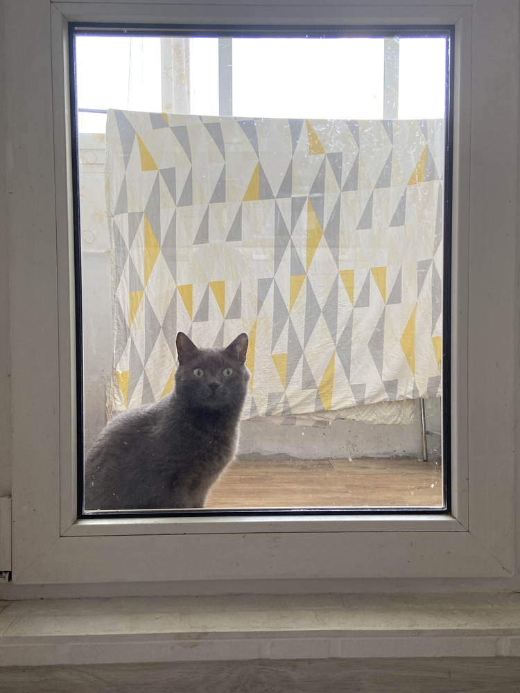gray cat behind a closed window looks into the room