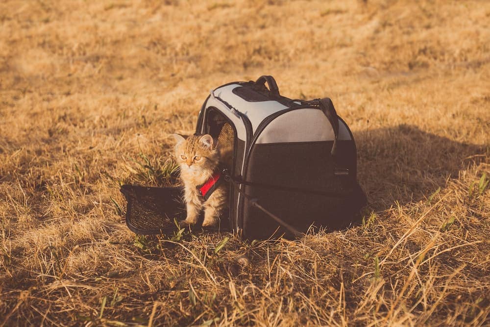 10 Best Cat Carriers in Australia of 2026: Reviews & Top Picks