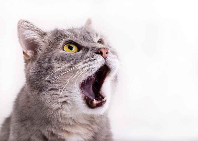 Coughing in Cats: Causes & Treatments (Vet Answer)