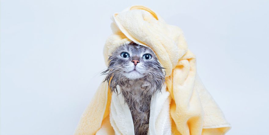 How Do Groomers Bathe Cats? A Look Behind the Scenes