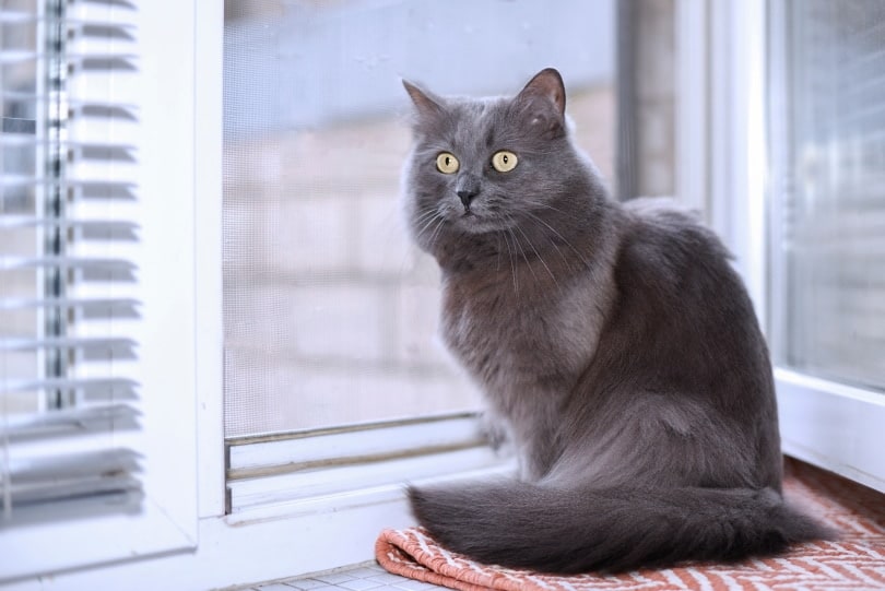 5 Best Cat-Proof Blinds Durable Enough to Last in 2026 - Reviews & Top Picks