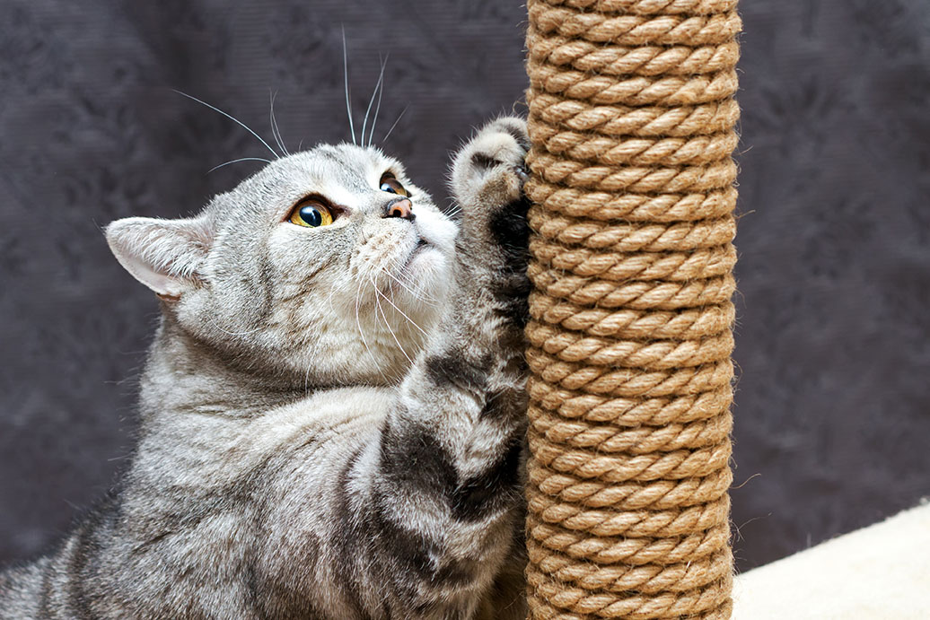 What Is the Best Kind of Rope for Cat Scratching Posts? 5 Options & Tips