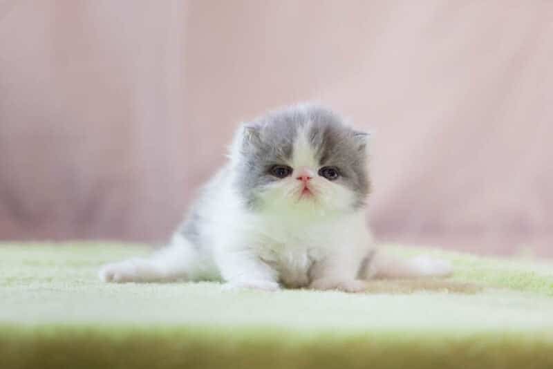 How Do I Save a Kitten: 5 Vet Approved Steps to Follow