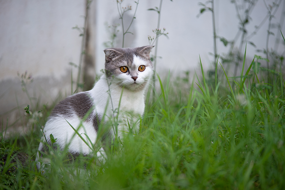 12 Grey & White Cat Breeds: Top Choices for Your Home (With Info & Pictures)