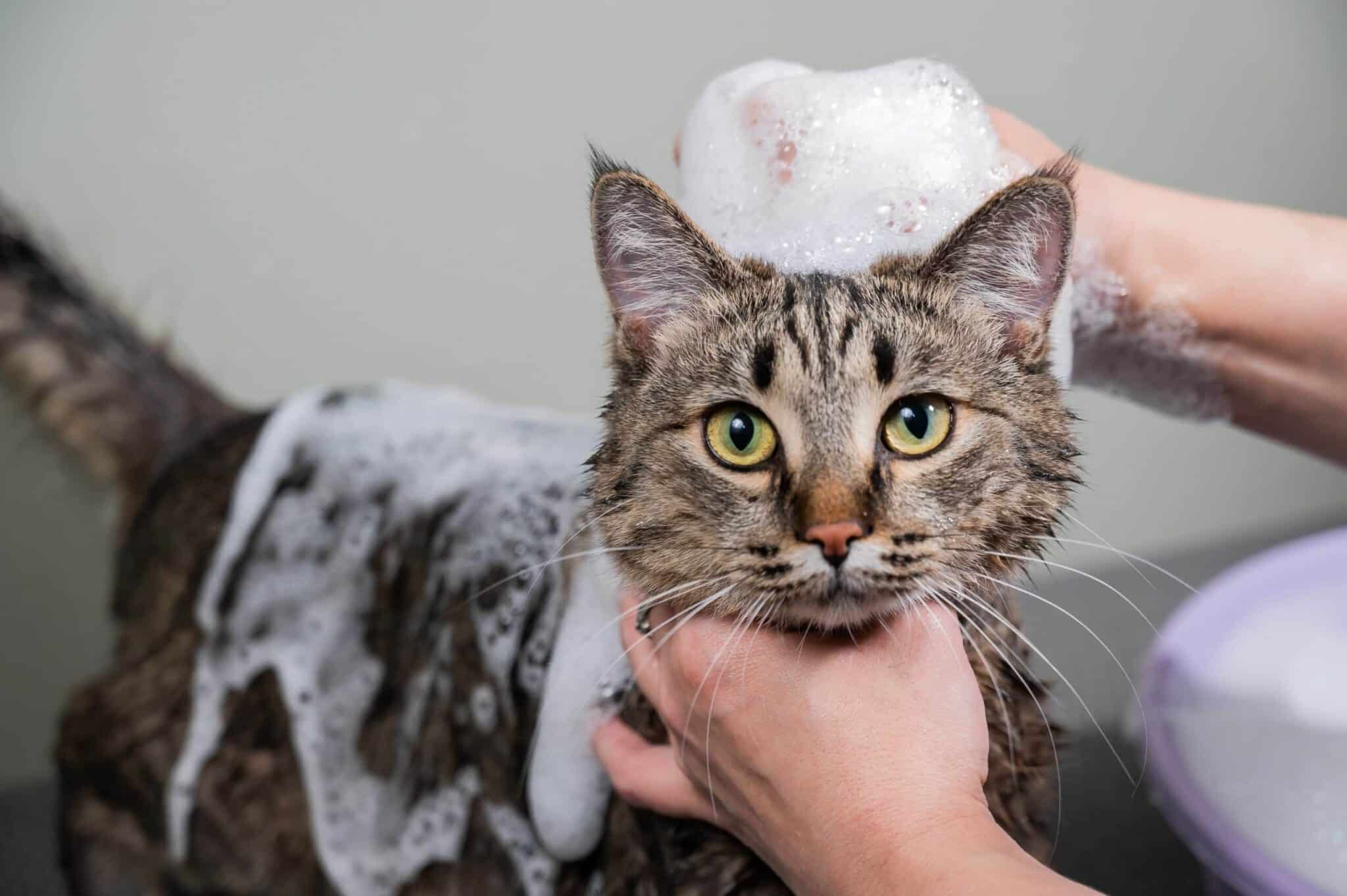 9 Best Cat Shampoos for Dandruff in 2026 - Reviews & Top Picks