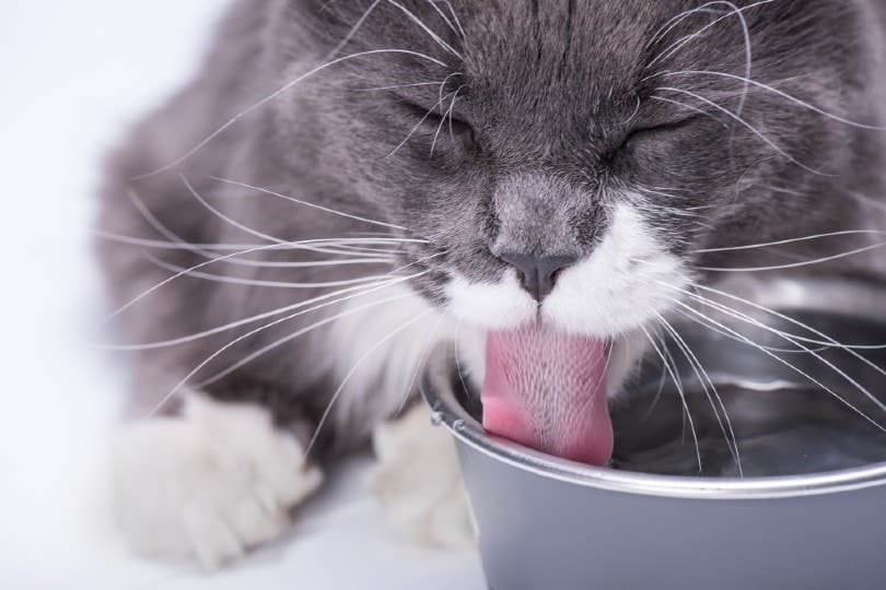 10 Best Stainless Steel Cat Water Fountains in 2026 - Reviews & Top Picks