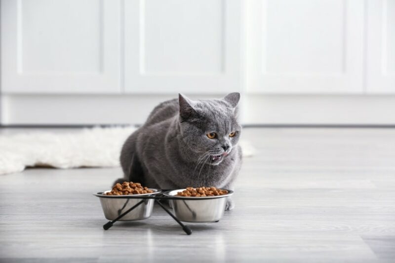10 Best Dry Cat Foods in the UK in 2026: Reviews & Top Picks