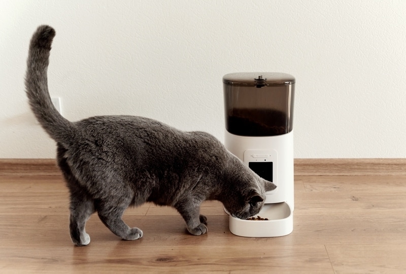 9 Best Outdoor Automatic Cat Feeders in 2026 - Reviews & Top Picks