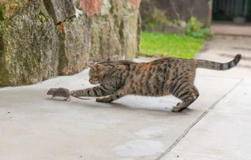 Is It True That All Cats Kill Mice? Vet-Reviewed Facts & FAQ