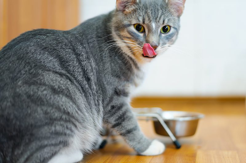 9 Best Cat Foods for Weight Loss in 2026: Reviews & Top Picks
