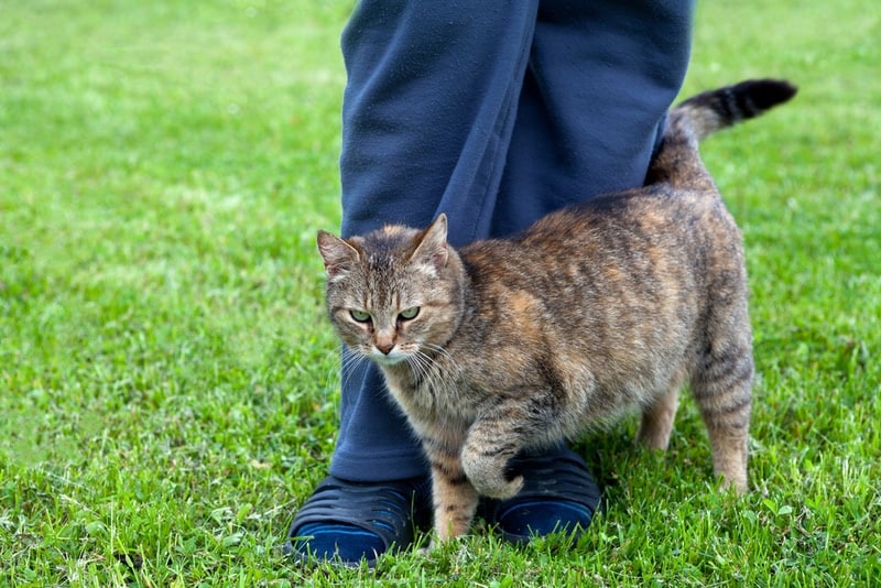 Why Does My Cat Keep Meowing and Rubbing Against Everything? 6 Vet-Reviewed Reasons