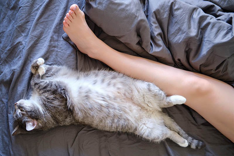 Where Do Cats Like to Sleep? 5 Typical Places