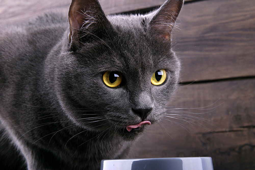 Grey cat with yellow eyes up close