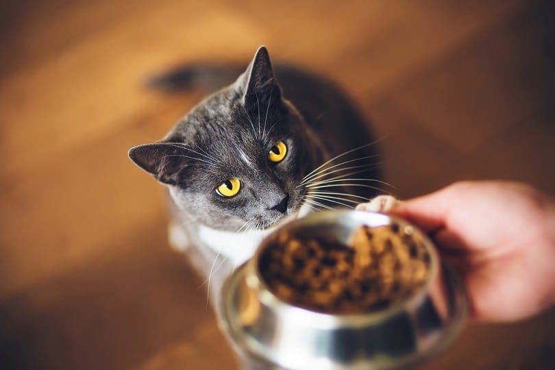 How to Put a Cat on a Diet: How, Why & 4 Vet-Approved Steps to Follow