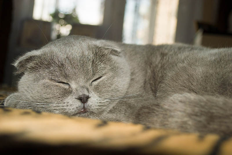 Are Scottish Folds Hypoallergenic? Vet-Verified Allergy Care Tips & Other Breeds