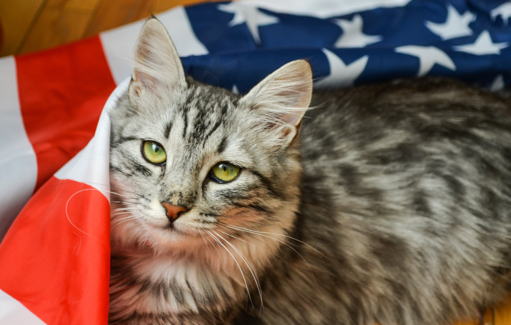 Why Is There an M on My Cat's Forehead? Facts & FAQ