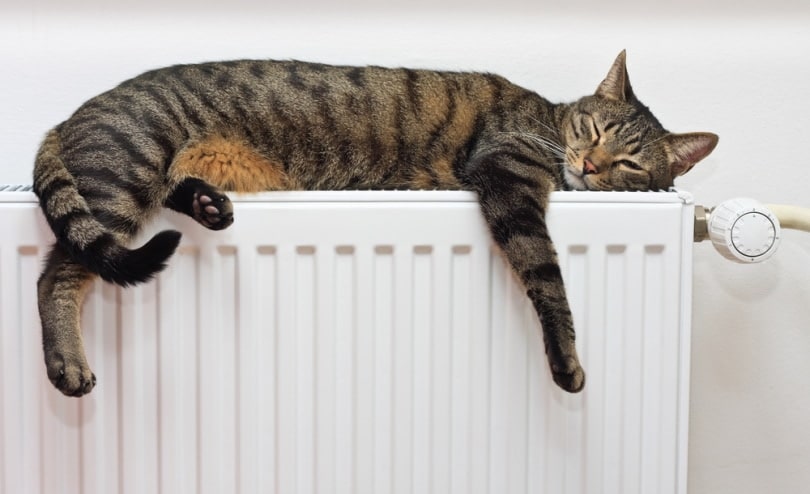 Why Is My Cat Suddenly Sleeping in Odd Places: 7 Vet-Verified Reasons