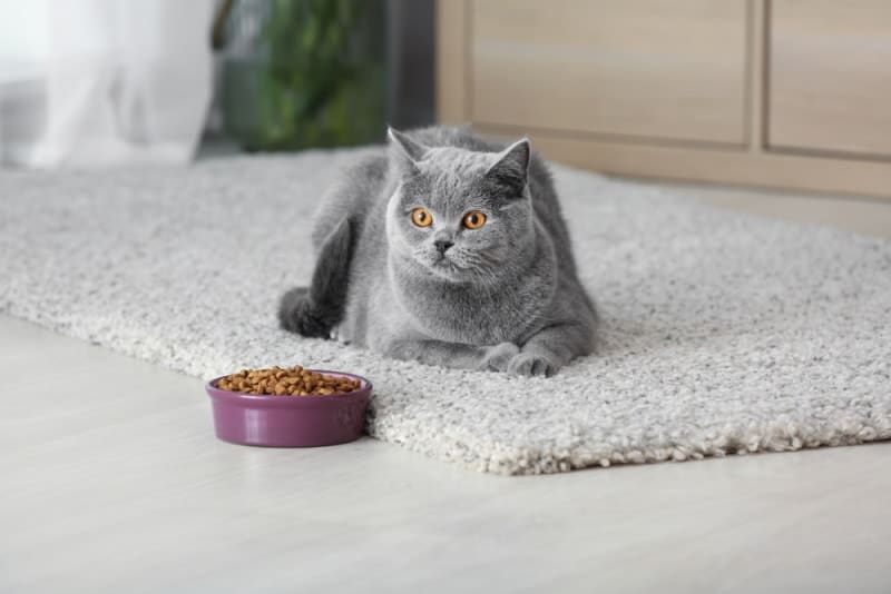 Why Has My Cat Stopped Eating Dry Food But Still Eats Treats? 6 Reasons