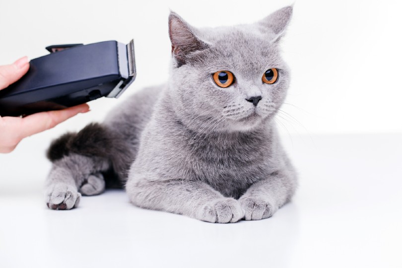 Can You Shave a Cat With Human Clippers? Vet-Verified Facts to Consider & Tips