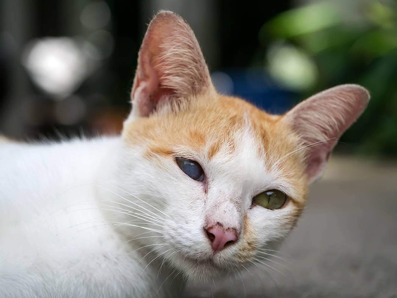 Iris Atrophy in Cats: Signs, Causes & When to See a Vet (Expert Guide)